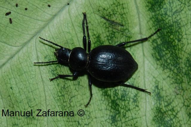 Tentyria...sp...